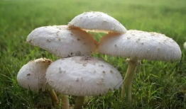 蘑菇爆料官方网吃瓜,揭秘娱乐圈最新吃瓜大事件